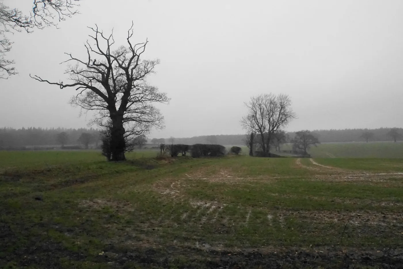 Farmland near St Albans. The petition argues the Local Plan puts green belt land ahead of previously developed sites; this field is not one of the plan's allocations